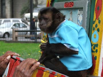 monkey in peru.jpg