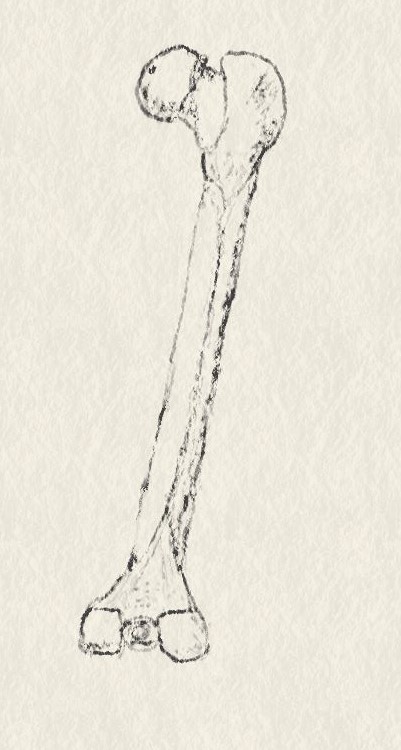 femur1.jpg